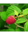 Rubus idaeus Herakles